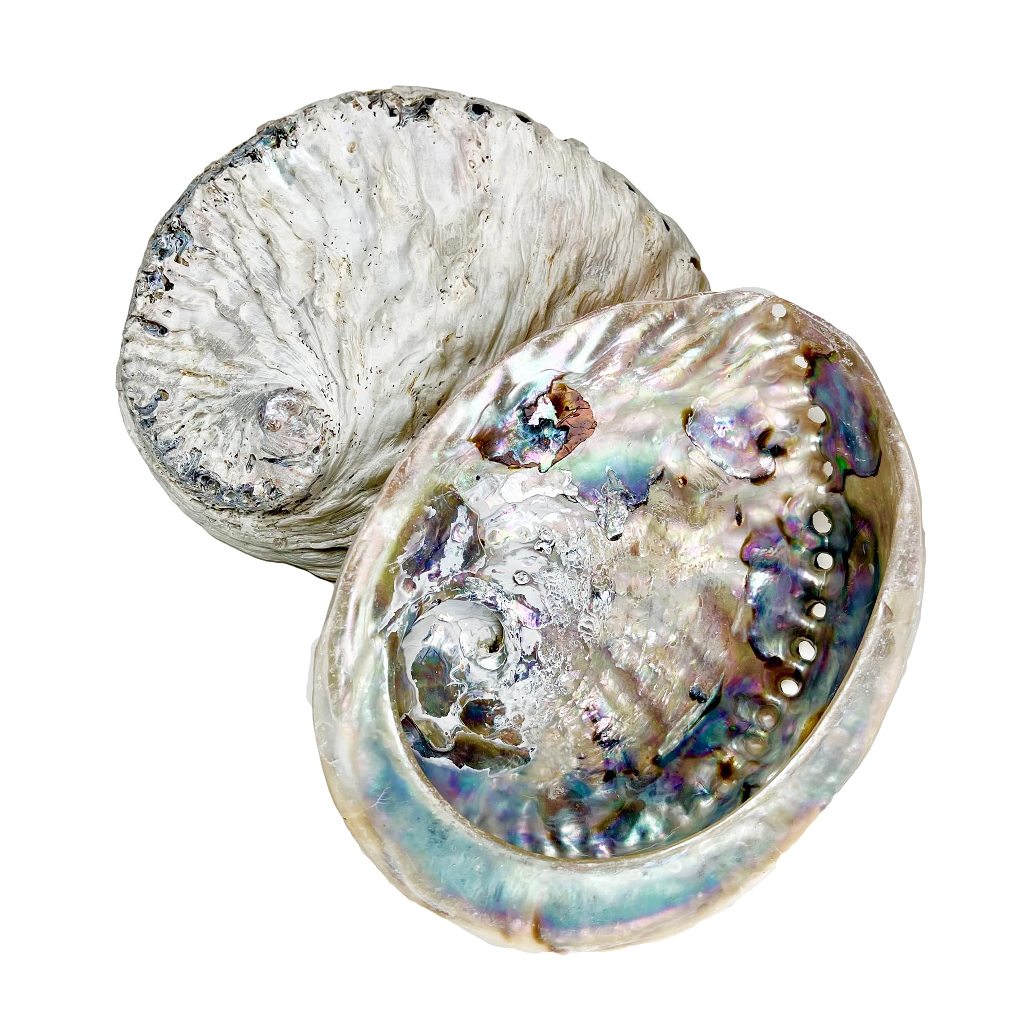 Darthome Unpolished Abalone Shells Colourful Natural Sea Beach Ocean Bathroom Decoration (Large 15-17cm)