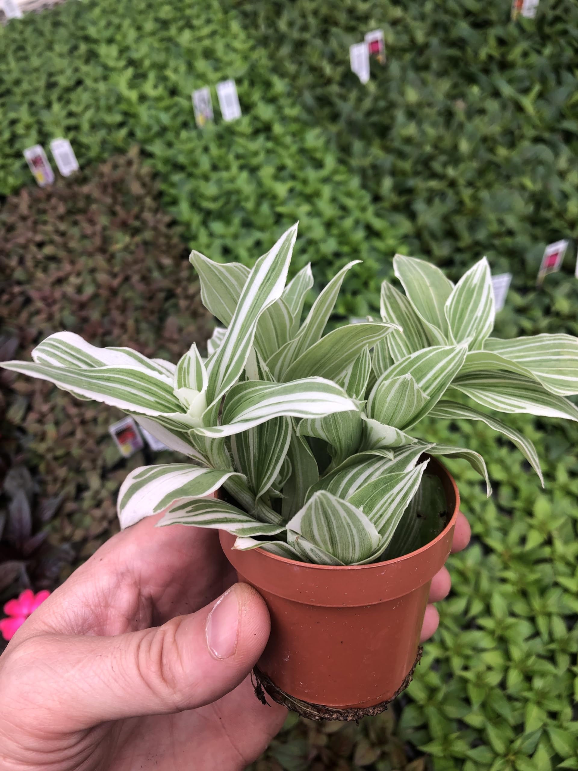 Amazon.com : Generic Tradescantia Sanna ~ Variegated Wandering Jew