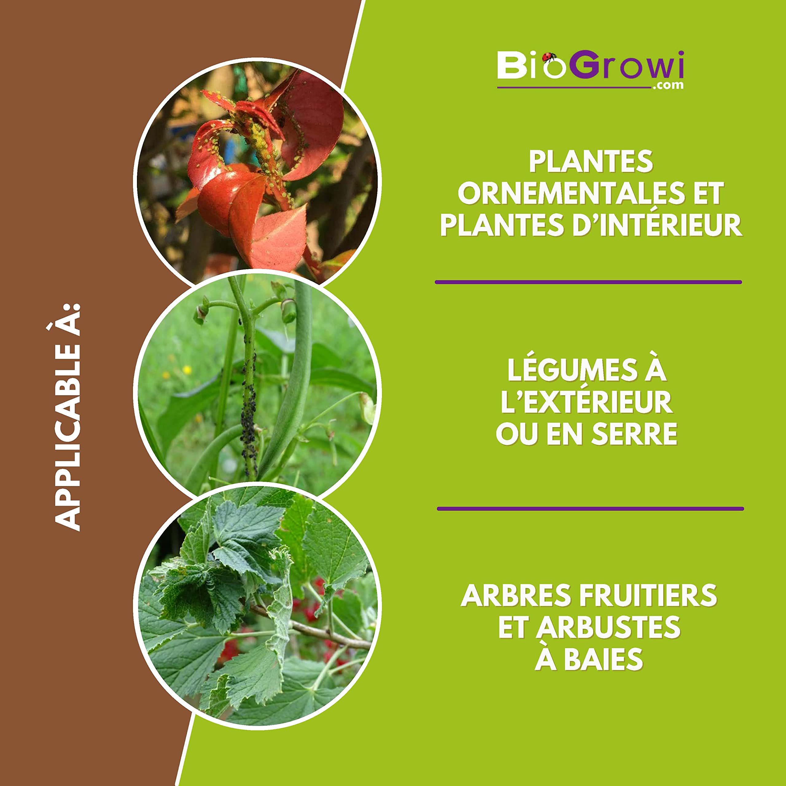 Chrysopa - 1000 Larves de Chrysope contre les Pucerons et les Cochenilles. Chrysopa Carnea contre les Tétranyques. Anti Pucerons Plantes. Application Naturelle et Biologique.