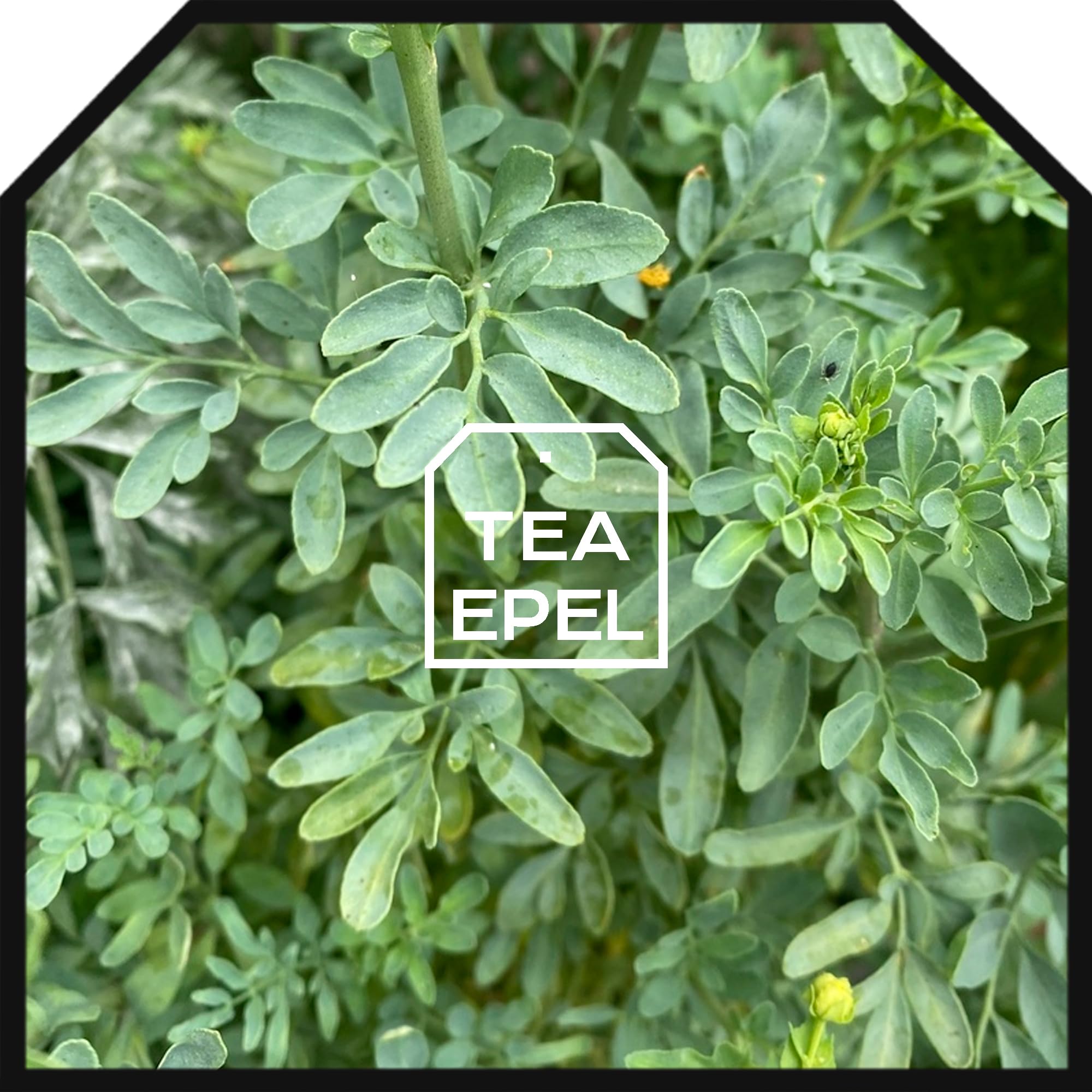 Ruda Hojas Infusion Ruda Te de Rudas Ruda Planta 200g