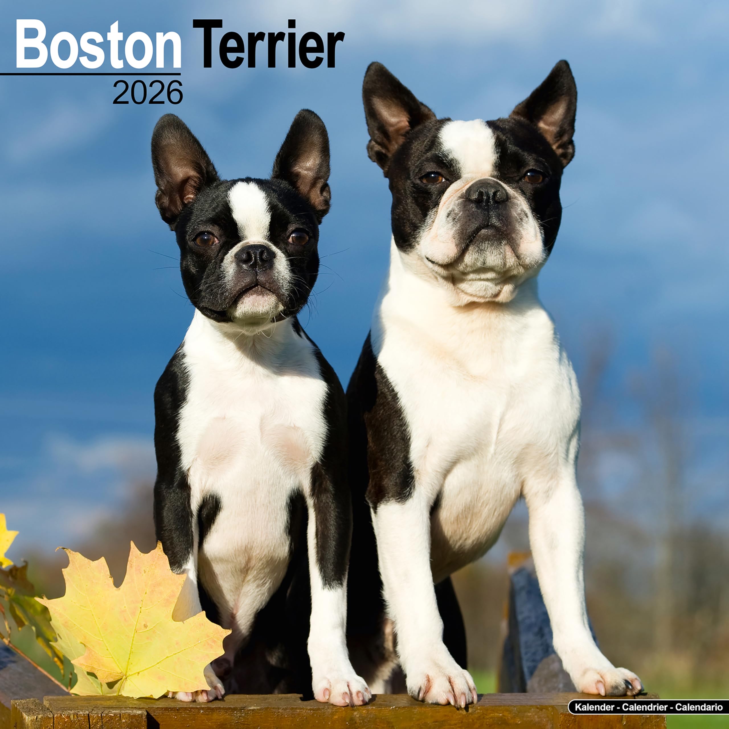 Boston Terrier 2026 Calendar | Square Wall Calendar | Dog Breed Gift | Plastic Free Packaging | by Avonside Publishing