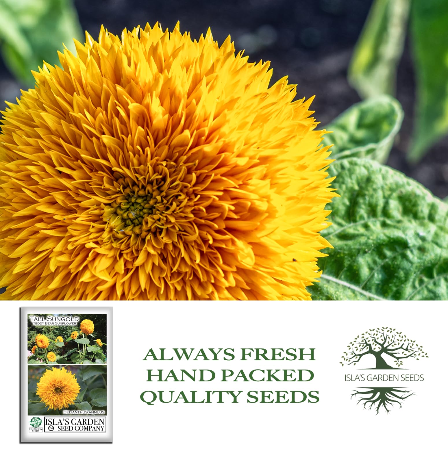 Amazon.com : Tall Sungold Sunflower Seeds (Helianthus annuus) – 50