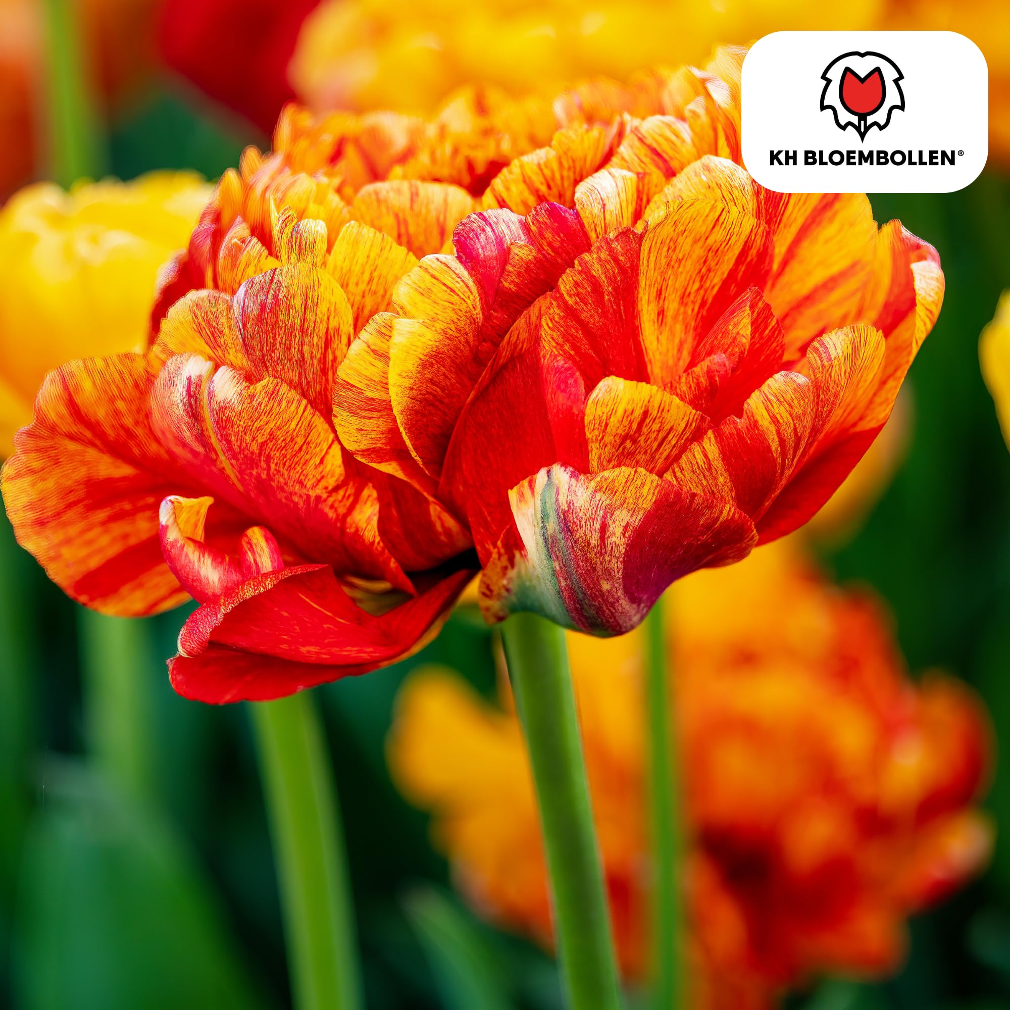Bulbos Tulipán Gudoshnik Double, para Jardín, Multicolor, Set de 20 Bulbos