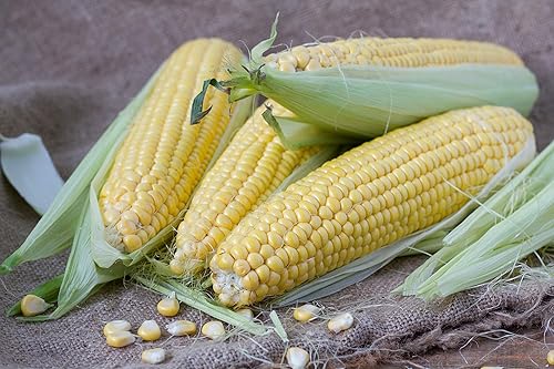 Semillas de maíz híbridas Honey Select