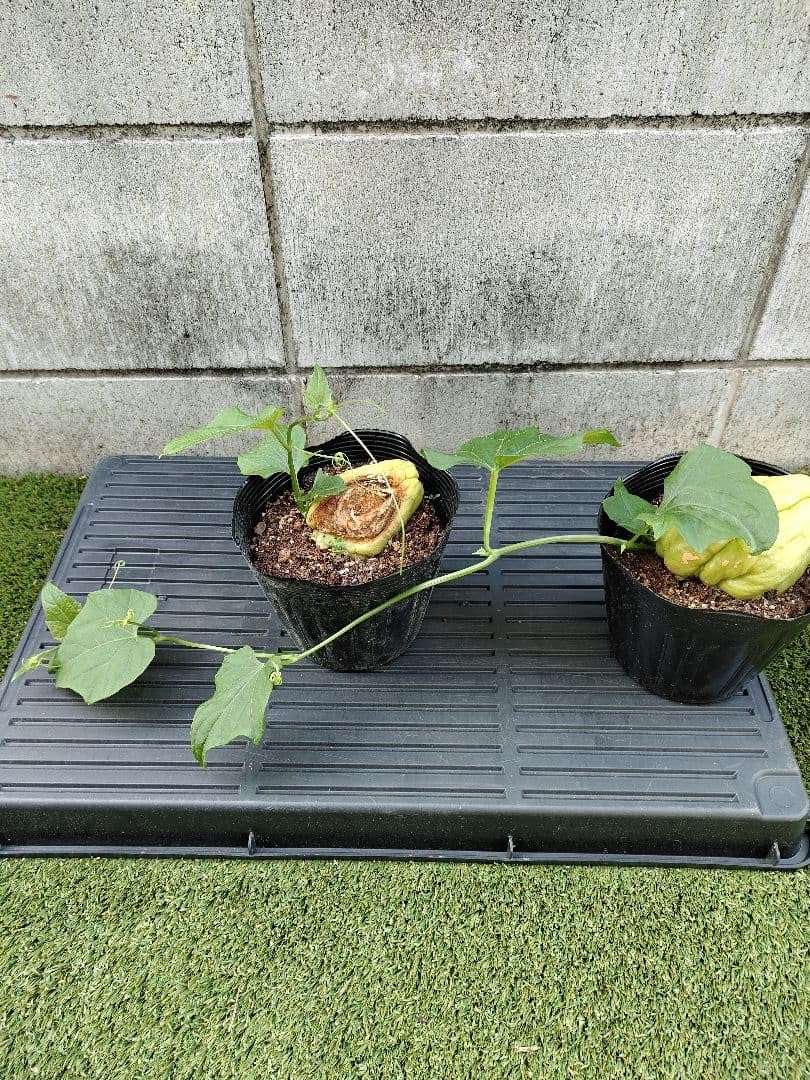 Amazon｜ハヤトウリ緑 苗 野菜の苗｜観葉植物 オンライン通販