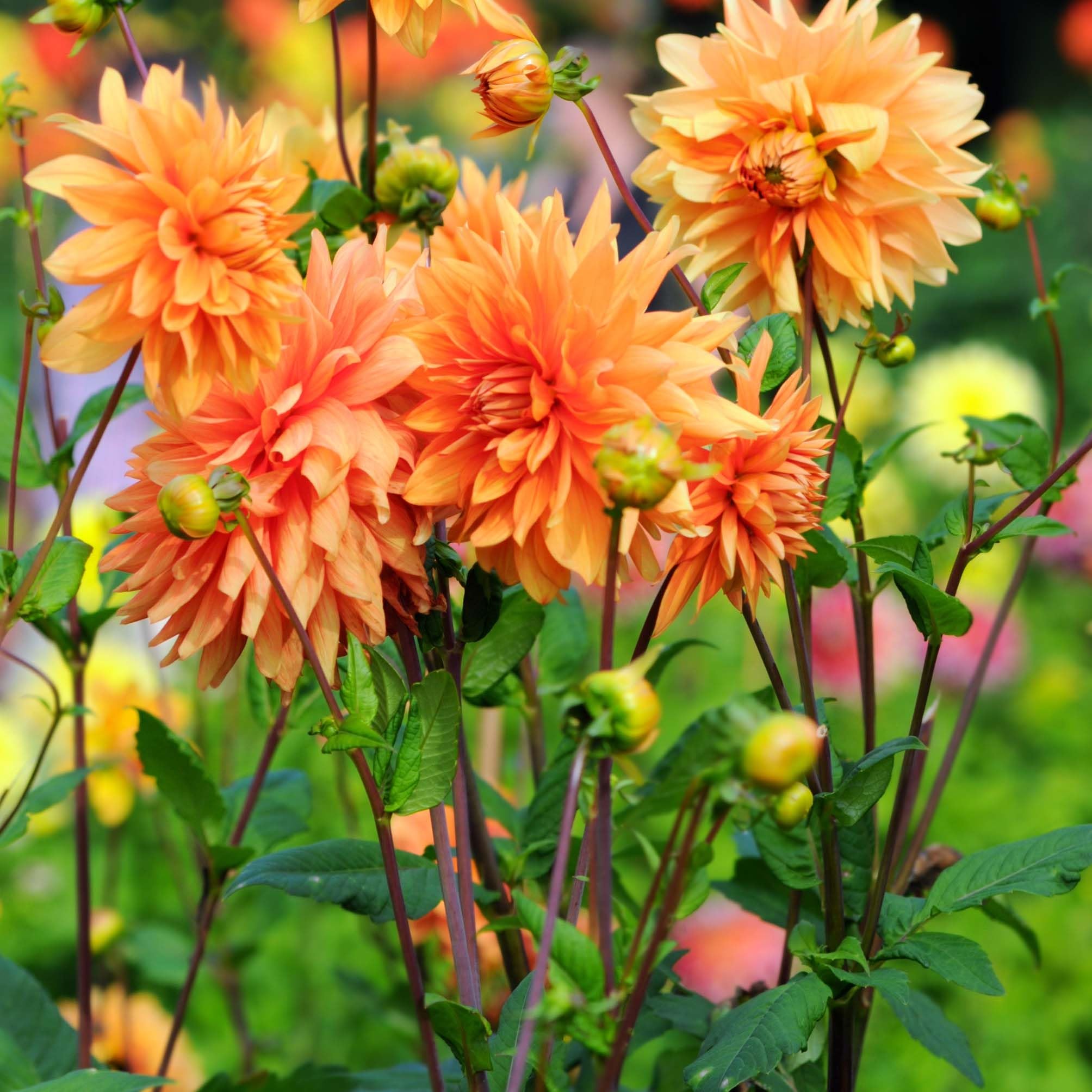 Amazon.com : Votaniki Motto Decorative Dahlia - Orange Color