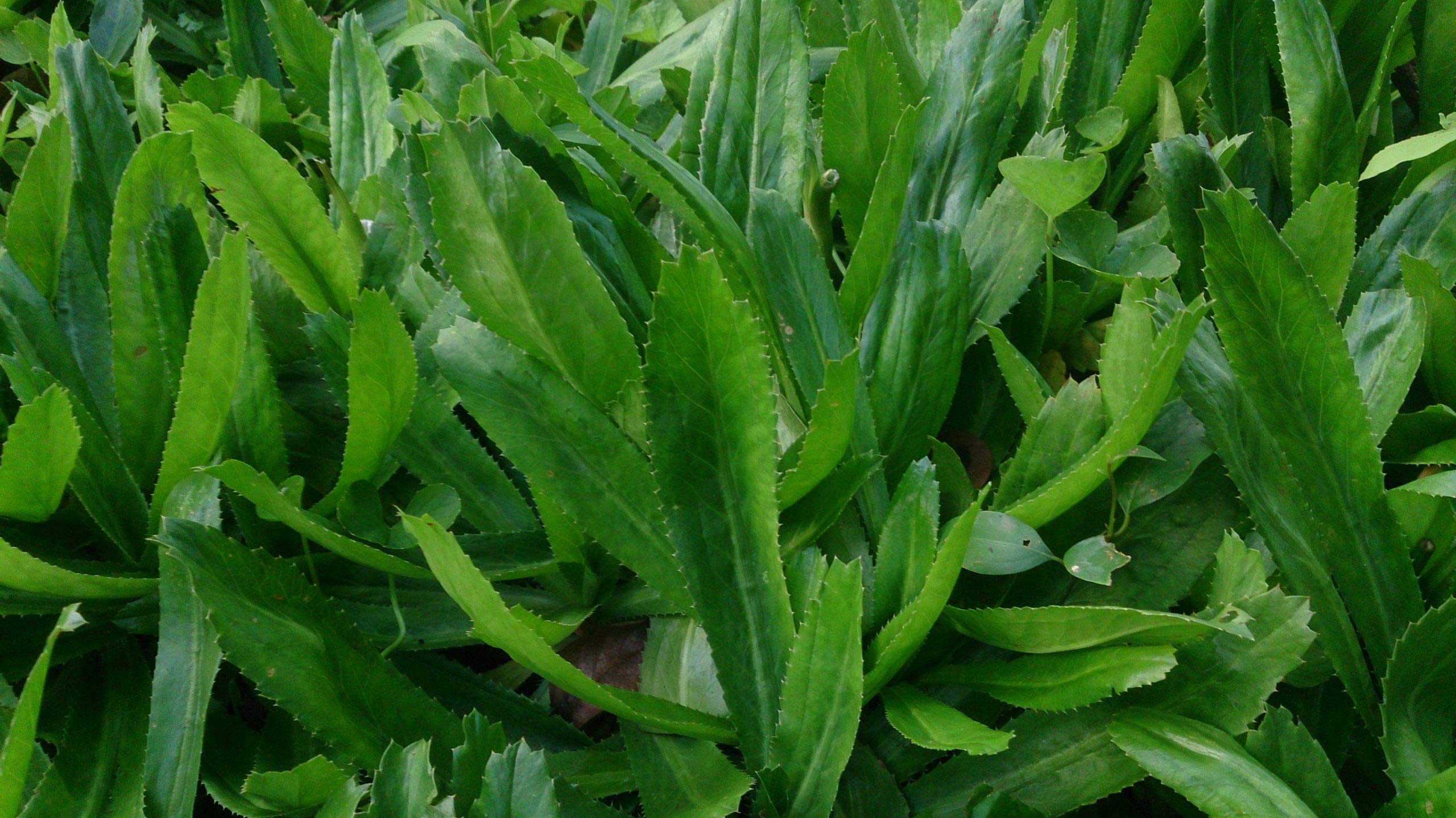 ROYAL LAND Eryngium Foetidum African Malli,Culantro, Long coriander, Mexican coriander-medicinal plant 1 healthy Live plant (B08G1XVYRP) Amazon Price History, Amazon Price Tracker