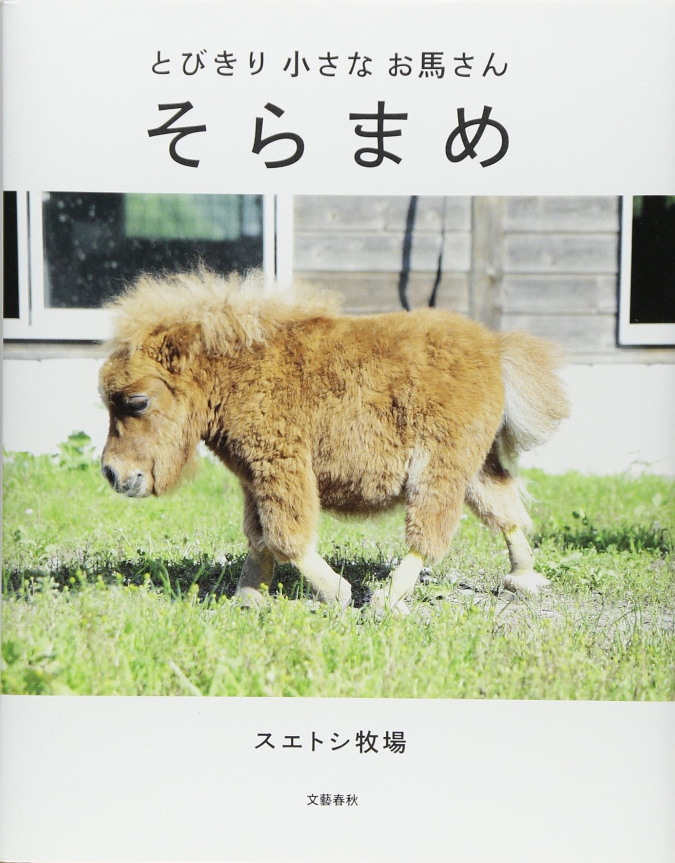 とびきり小さなお馬さん そらまめ スエトシ牧場 本 通販 Amazon