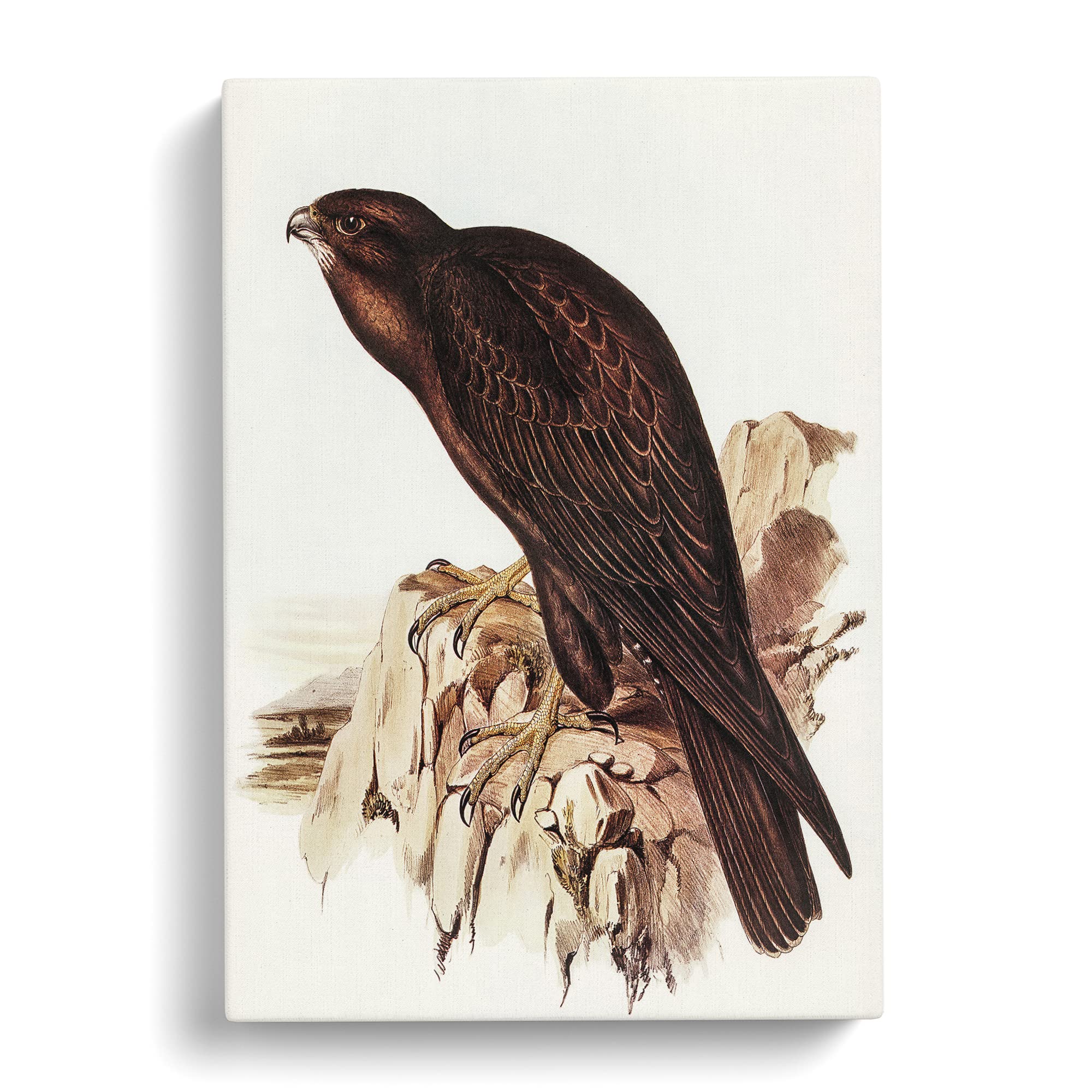 Black Falcon Bird By Elizabeth Gould Canvas Print, Mixed, 25L x 50W cm - Image 3