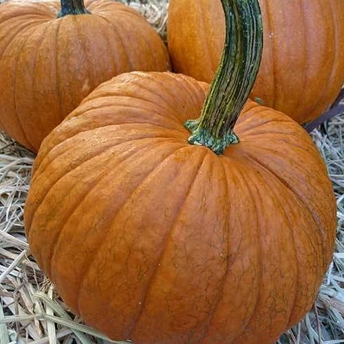 Calabaza de azúcar pequeña orgánica  14 lb  850 Semillas  Semillas orgánicas, sin OMG, polinizadas abiertas, reliquia, semillas de jardinería vegetal
