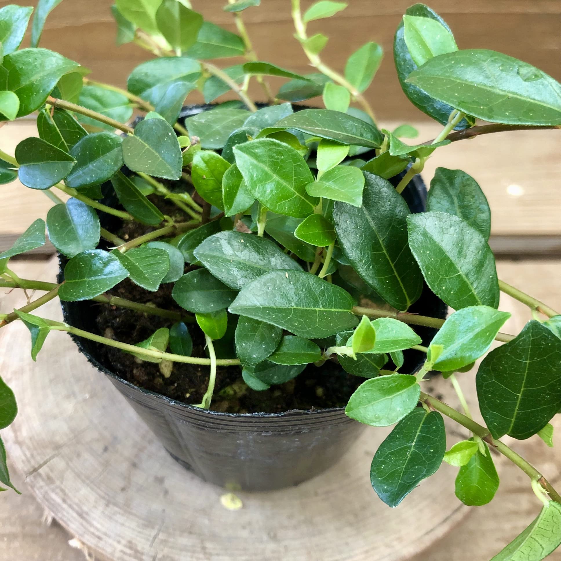 Amazon｜観葉植物 つる性 ガジュマル フィカス シャングリラ｜観葉植物