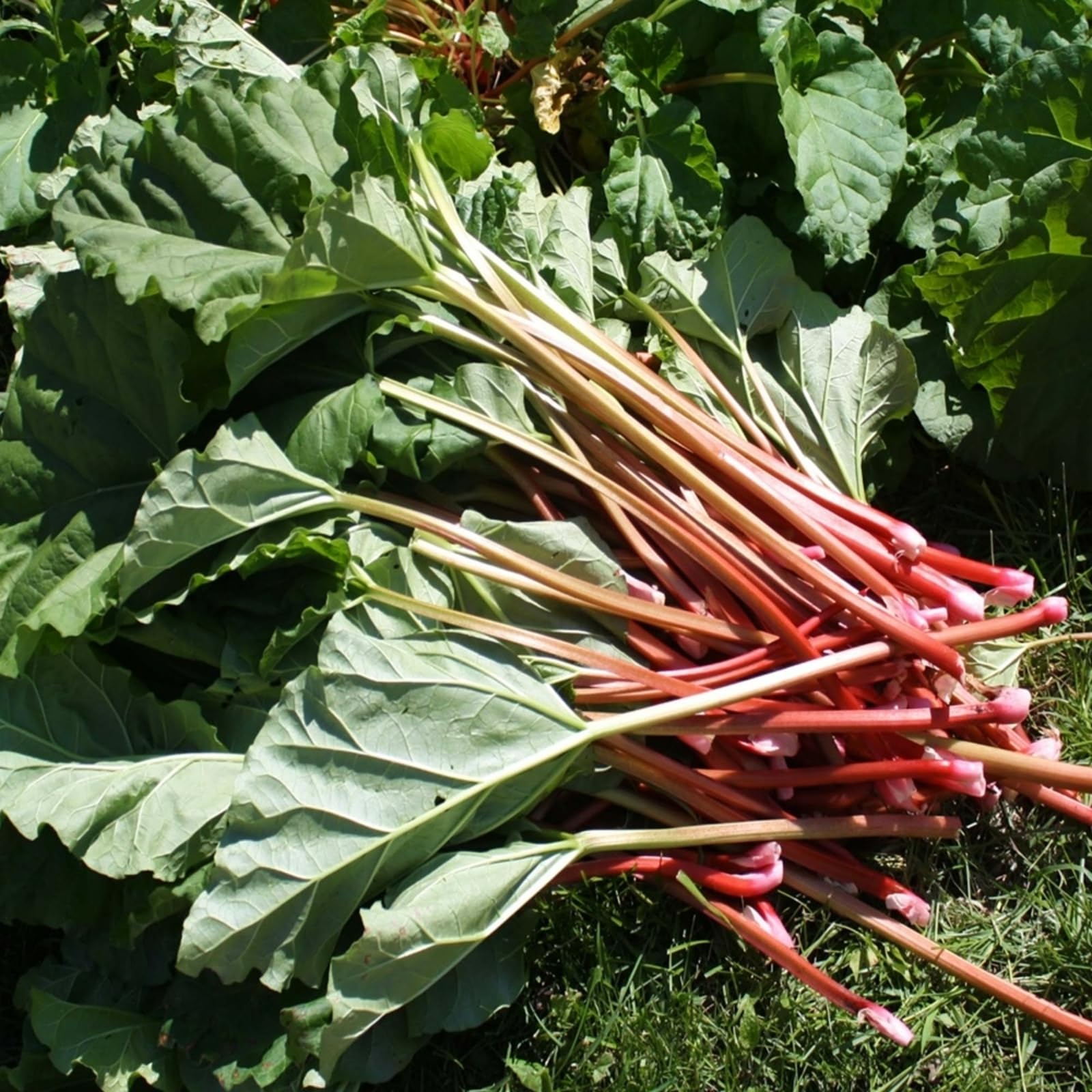 Carbeth Plants - Rhubarb Crowns 3 x Glaskins Perpetual - Rheum Rhabarbarum Perennial Ready to Plant Bare Roots - Tasty Easy to Grow High Yielding Hardy Garden Plants - Perfect for Outdoor UK Planting