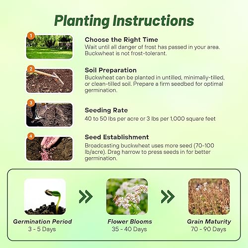 Miniatura 5 de Outsidepride Semillas de trigo sarraceno – Semillas anuales de 1 onza, de crecimiento rápido, fáciles de cultivar, semillas de cultivo de trigo