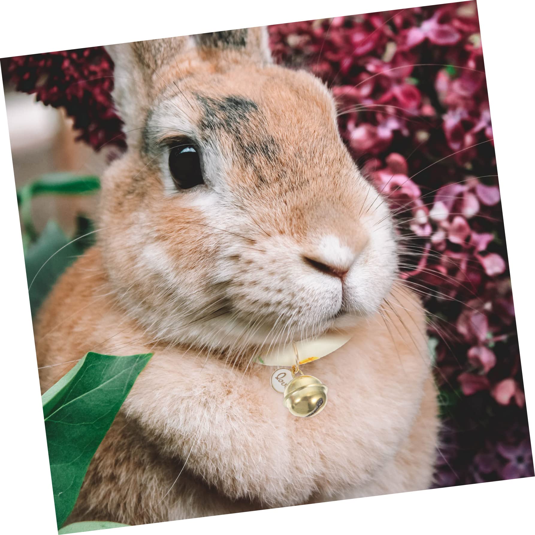 Mipcase 6stücke Verstellbares Und Atmungsaktives Katzenhalsband Mit Süßem Glöckchen Für Haustiere Geeignet Für Alltag Partys Und Besondere Anlässe Farben Ananas