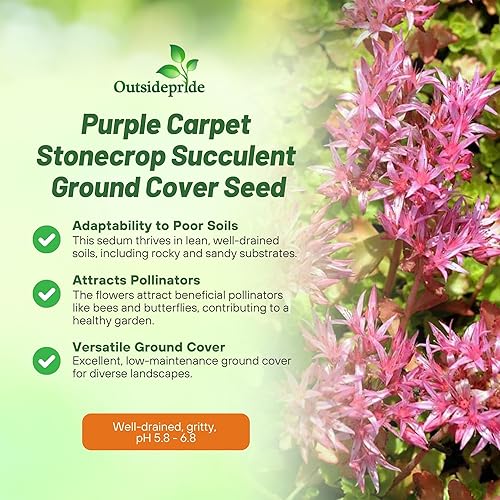 Miniatura 3 de Outsidepride Purple Carpet Sedum Seeds - 2000 semillas perennes de cobertura del suelo para plantar, plantas suculentas resistentes al frío y