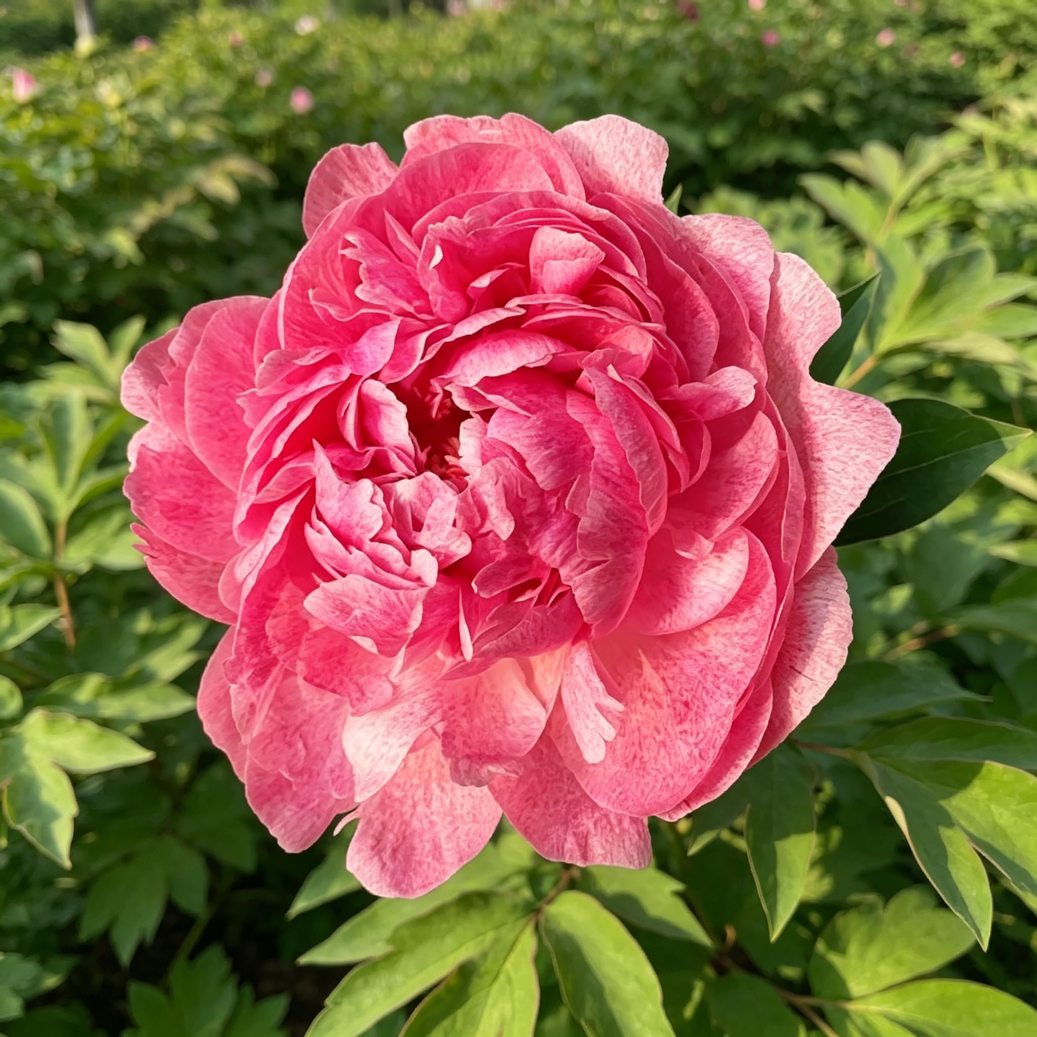 Peony Seed-Hardy,Perennial Delights for Spectacular Garden Displays