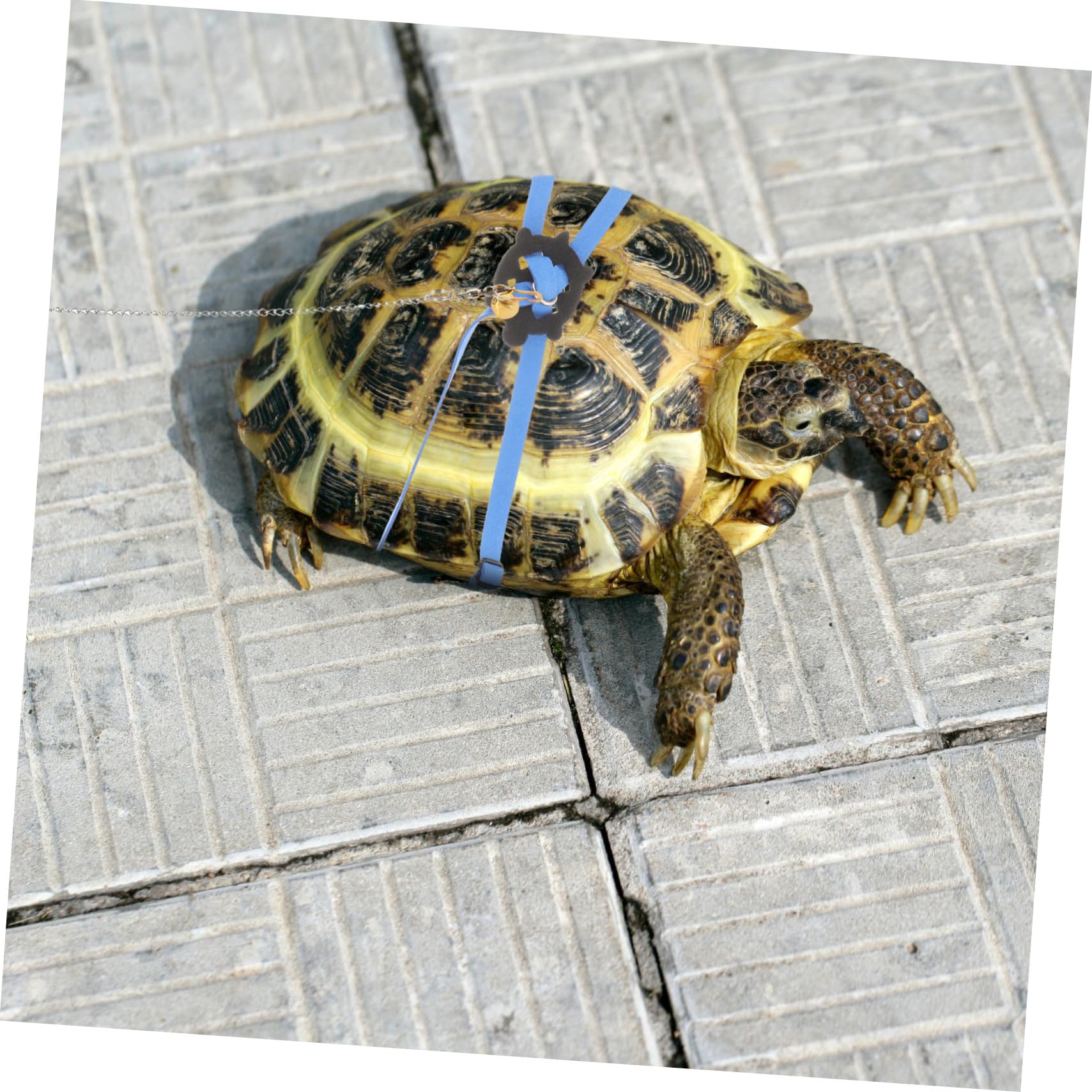 COLLBATH Turtle Leash and Harness Set Rope Lead for Reptile Pet Training and Walking