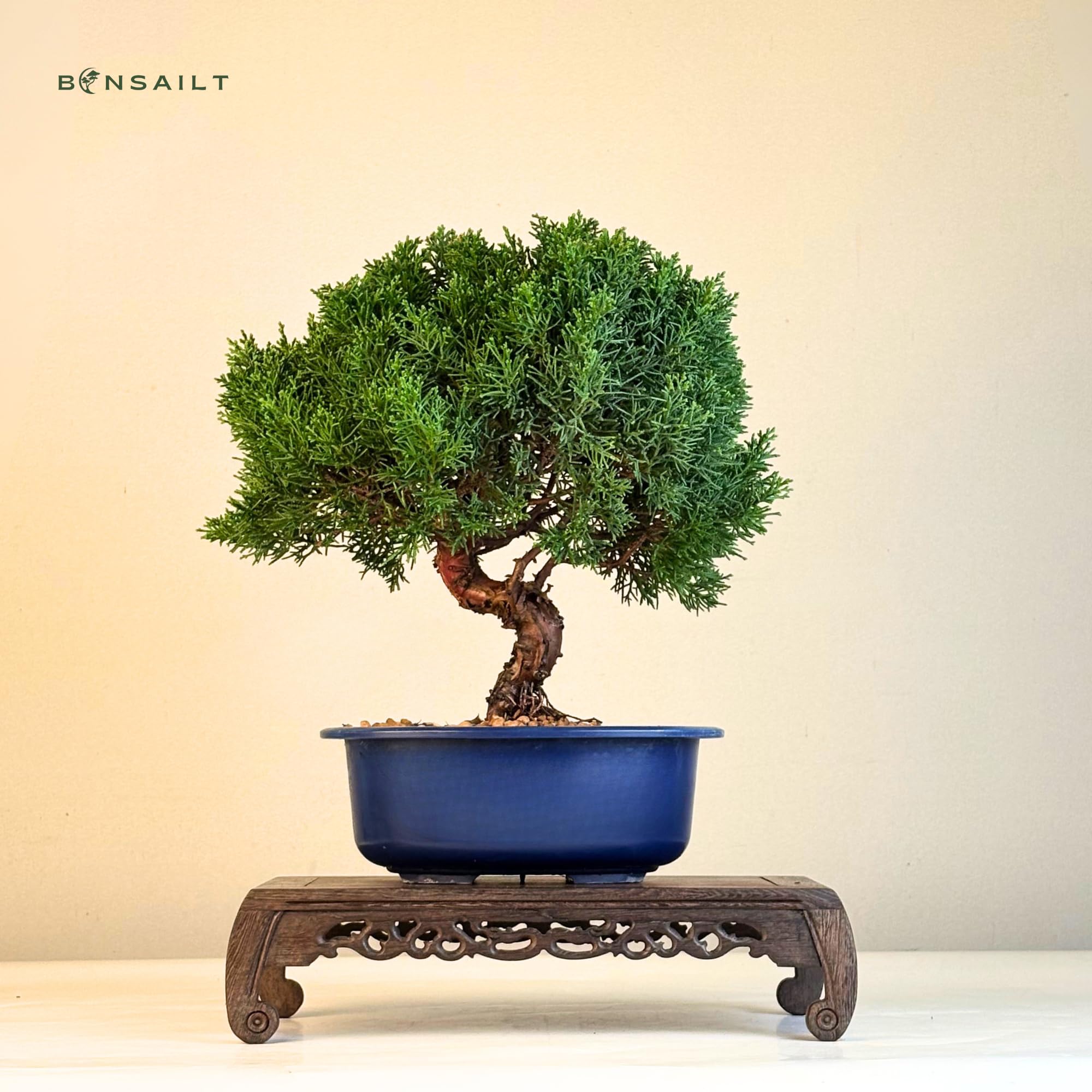 Bonsai Baum in einem Plastiktopf - Juniper Chinesis Kishu aus Japan - Chinesis Wacholder (21 cm Schale, 30-35cm Höhe)