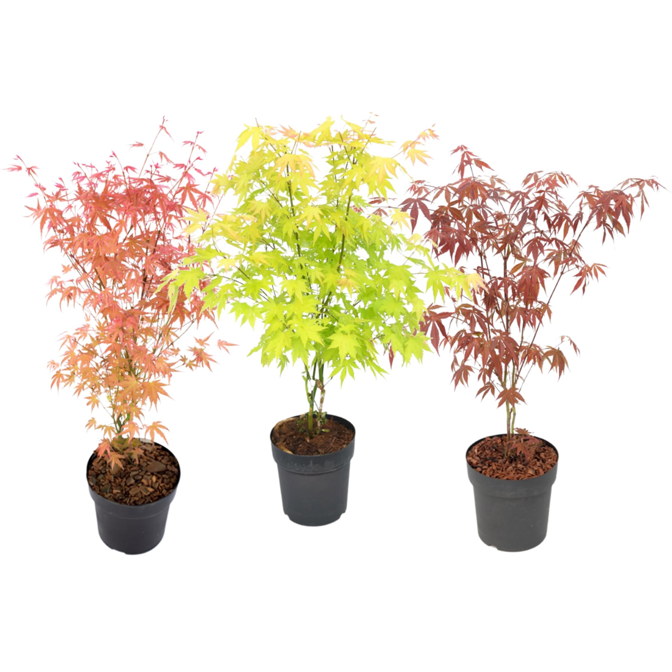 Plant in a Box - Acer palmatum - 3er Mischung - Japanischer Ahorn - Topf  19cm - Hhe 60-70cm : Amazon.de: Garten