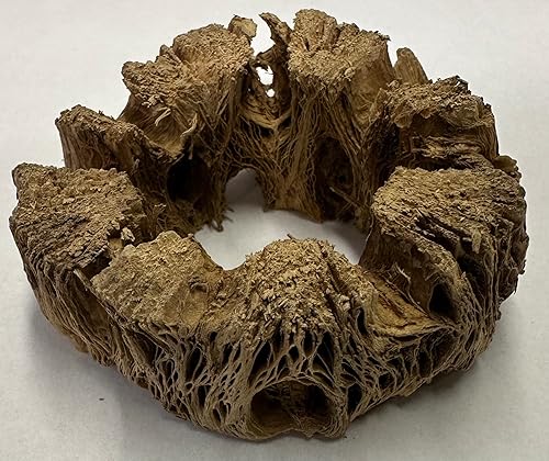 Vista 15 de Soportes de exhibición de plantas de aire grandes de madera cholla natural, soportes decorativos individuales únicos o soporte