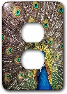 3dRose USA, Oregon, Tillamook. Peacock displaying tail feathers - Light Switch Covers (lsp-380998-6)