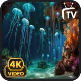 Jellyfish Aquarium Screensaver - Ocean Waves & Nature Sounds