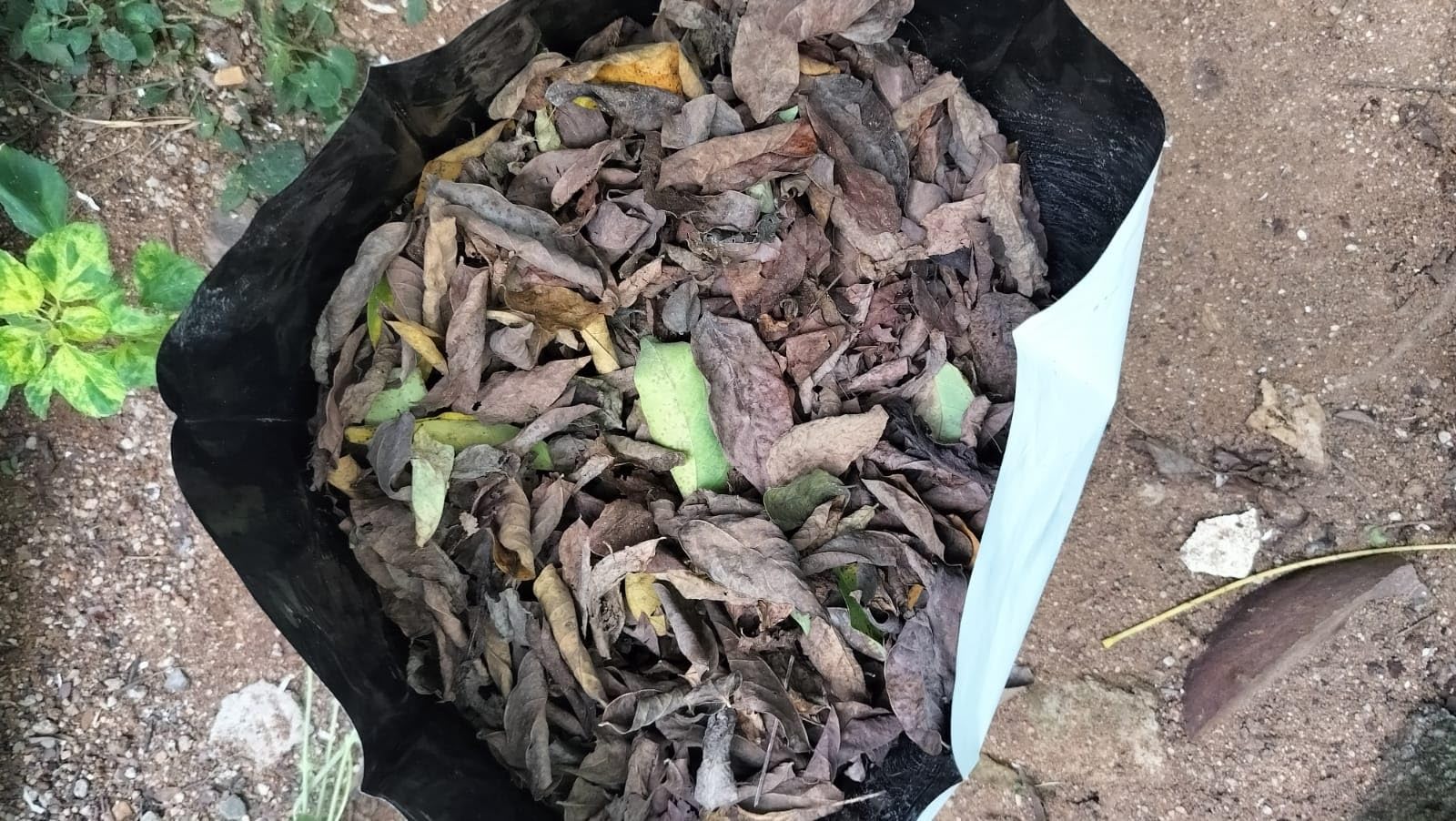 Raw Dry Leaves for Garden Fertilizers, 1 kg : Amazon.in: Garden & Outdoors