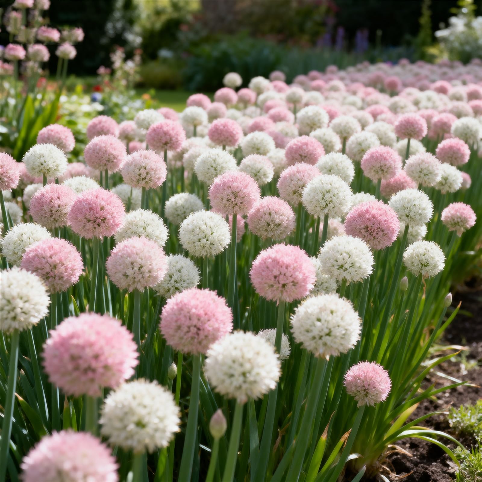 Perennial/Giant Allium for Planting Now UK,Hardy,Easy Plant-Professional for Beautiful Garden Displays-6bulbs-F