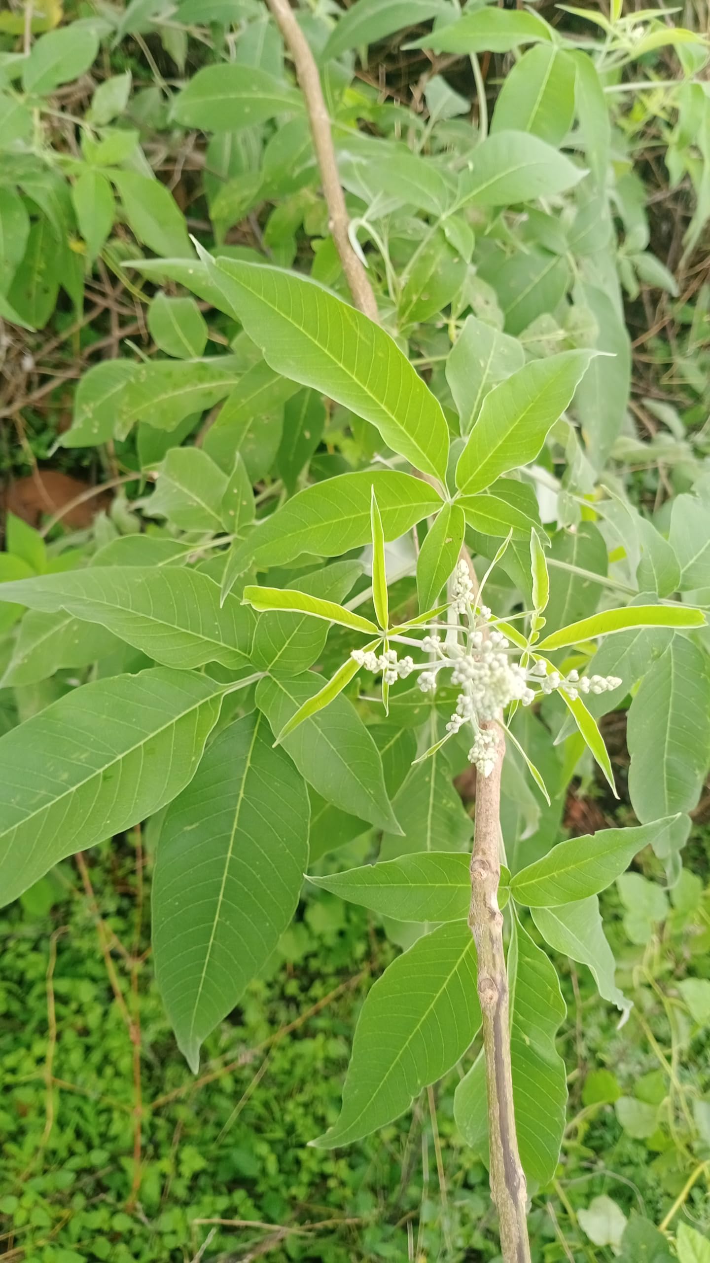 See full amazon price history chart for NOCHI Fresh and Natural Green Plants/NSP Enterprises/NSP HERBALS NOCHI Fresh and Natural Green Plants/NSP Enterprises/NSP HERBALS (B0D7LQ47HQ) Amazon Price History, Amazon Price Tracker
