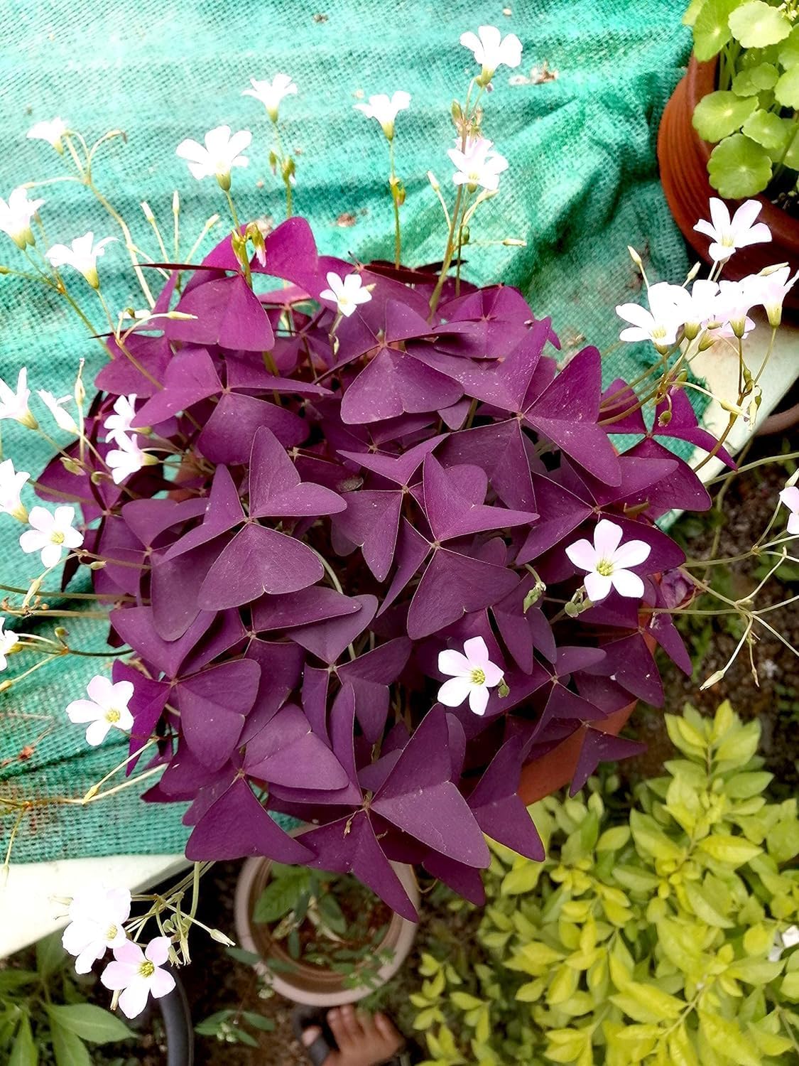Purple Shamrock | Oxalis/Purple Butterfly Plant Live - Rare Indoor Foliage Plant for Balcony & Terrace 1 Count-image-7