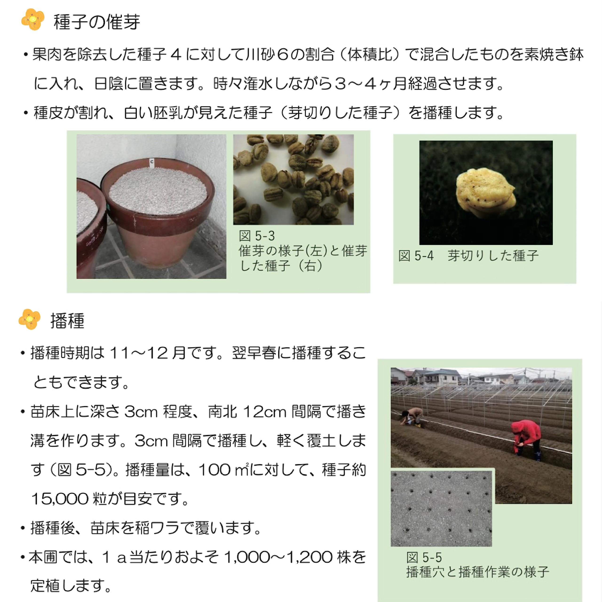 Amazon.co.jp: ウクレレ園芸SHOP ☆高麗人参☆ 種子5粒330円