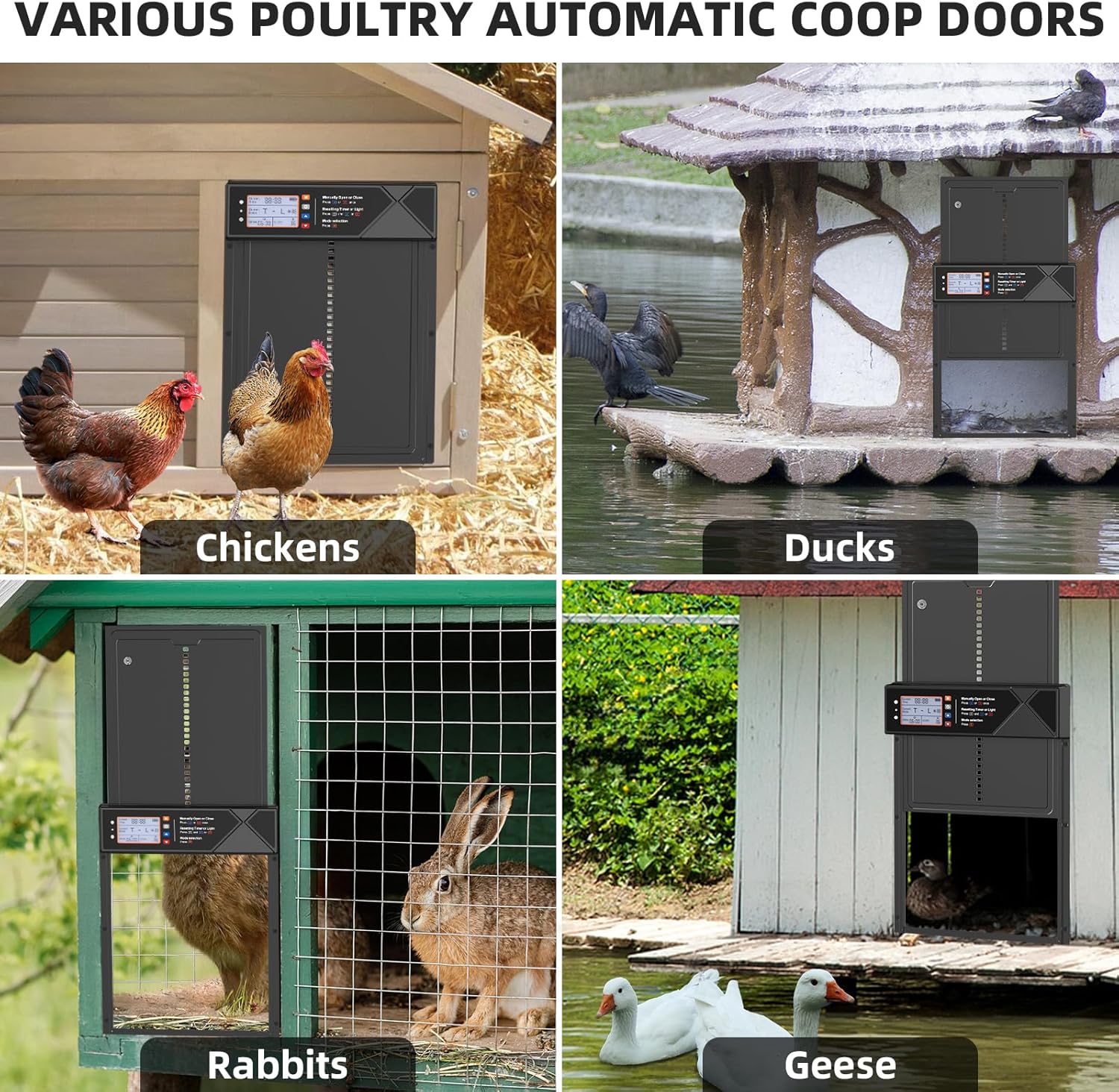 Four images showing the automatic coop door used with chickens, ducks, rabbits, and geese