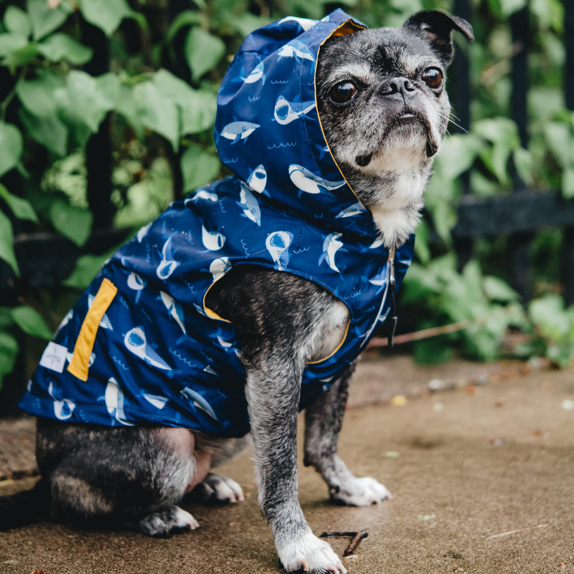 Lucy & Co. Wendbarer Regenmantel für Hunde (Haustiere),Hunde-Regenmantel,Hunde-Regenmäntel für kleine Hunde, Hunde-Regenmäntel für mittlere Hunde,Wasserdichte Hundekleidung (2XL, Shark Attack)