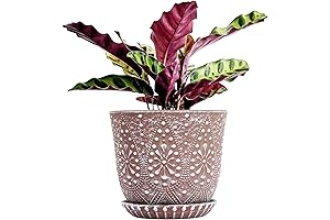 Gepege 8in Ceramic Planter: A Verdant Oasis for Indoor Plant Life