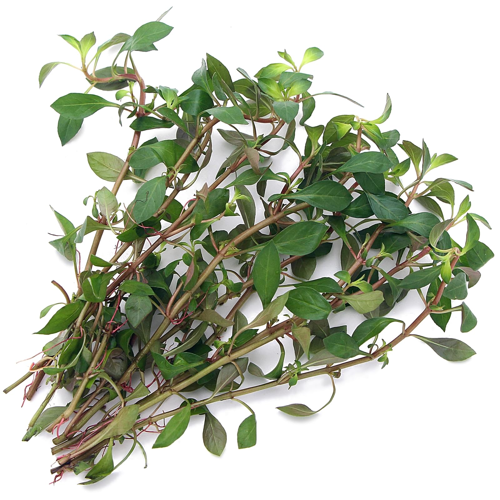 Ludwigia Repens Live Aquarium Plants Red Green Leaves Midground Background Freshwater Tropical Tank K2aqua