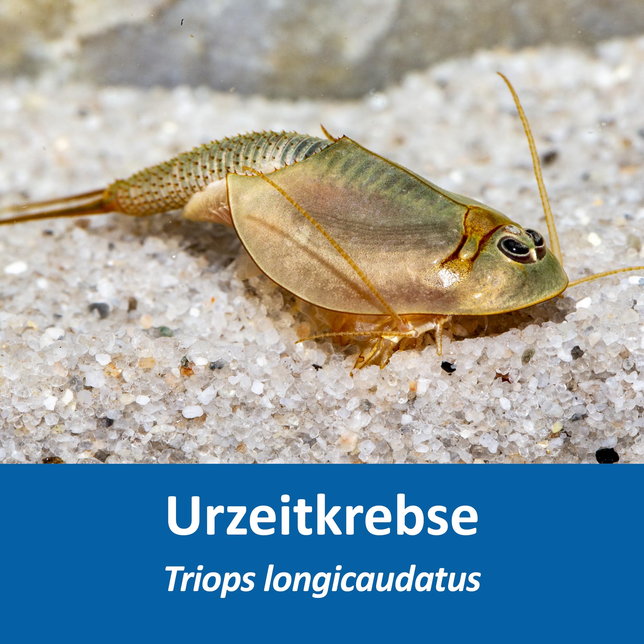 Triops longicaudatus Komplettset 6 l mit ca. 200 Urzeitkrebse Eiern Aquarium Filter Luftpumpe Zubehör Futter Anleitung