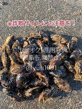 ★希少★ 活き石鯛餌 ★瀬戸貝★ かぶせ釣り カラス貝 セトガイ ５０個 希少 活き石鯛餌 瀬戸貝 かぶせ釣り カラス貝 セトガイ 50個送料