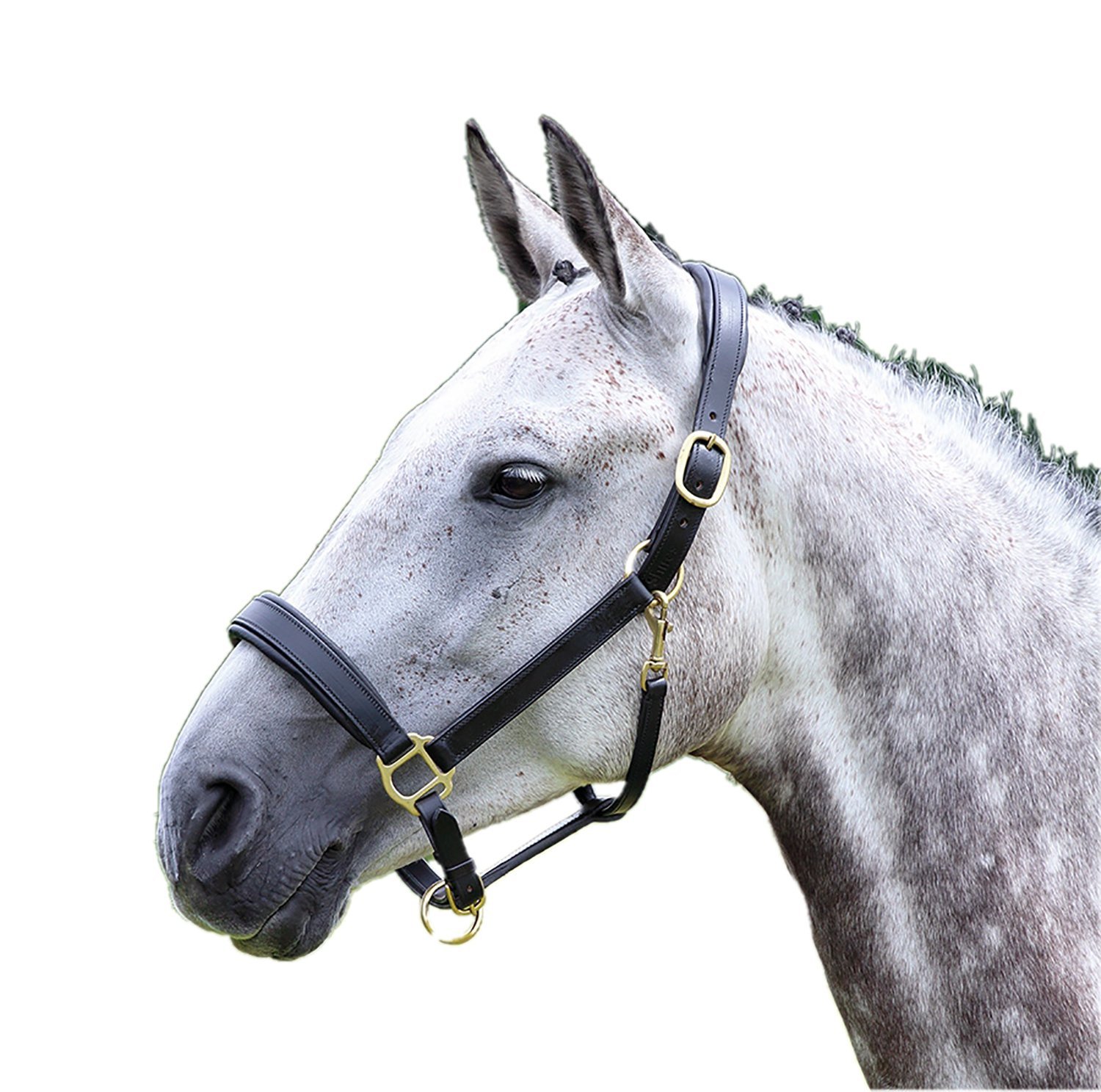 Shires Blenheim Leather Travel Headcollar: Black: Full