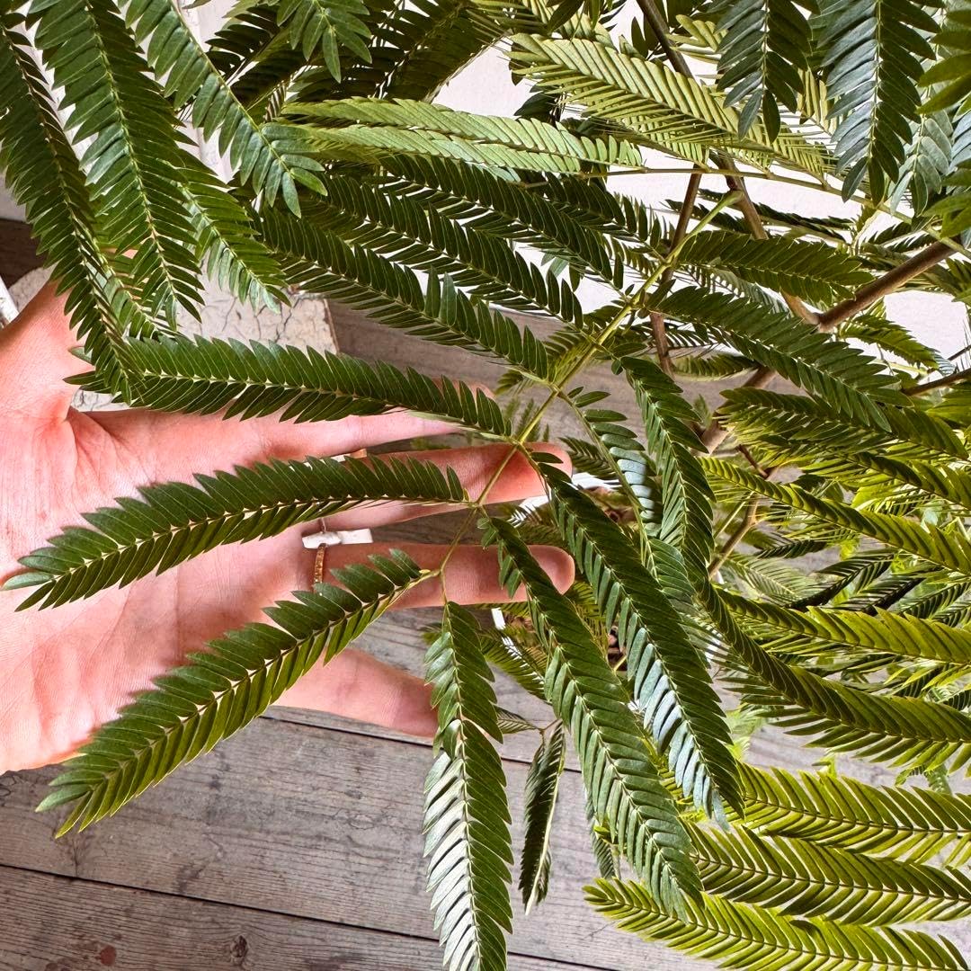 2025年最新】芦屋釜の人気アイテム - メルカリ 大釜 茶釜 大型 木箱 古芦屋