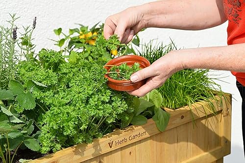 Miniatura 2 de Semillas de eneldo | Más de 150 semillas | Cultiva esta sabrosa hierba en tu jardín