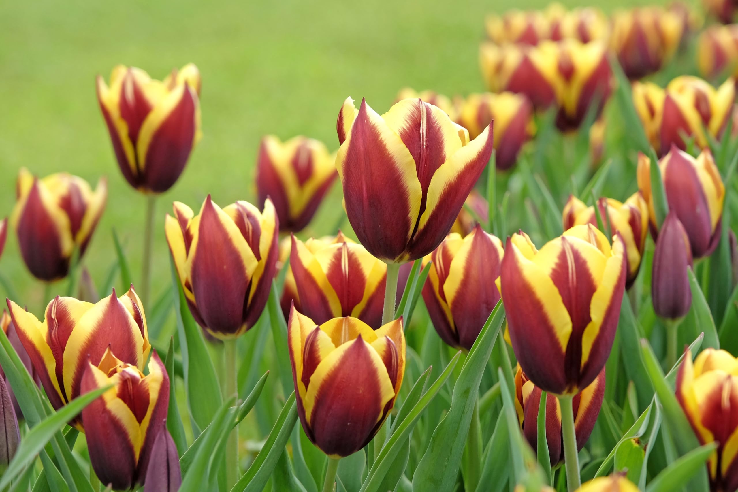 Lincolnshire Pond Plants Ltd - Allium Eros Plant Bulb x5 — view 18
