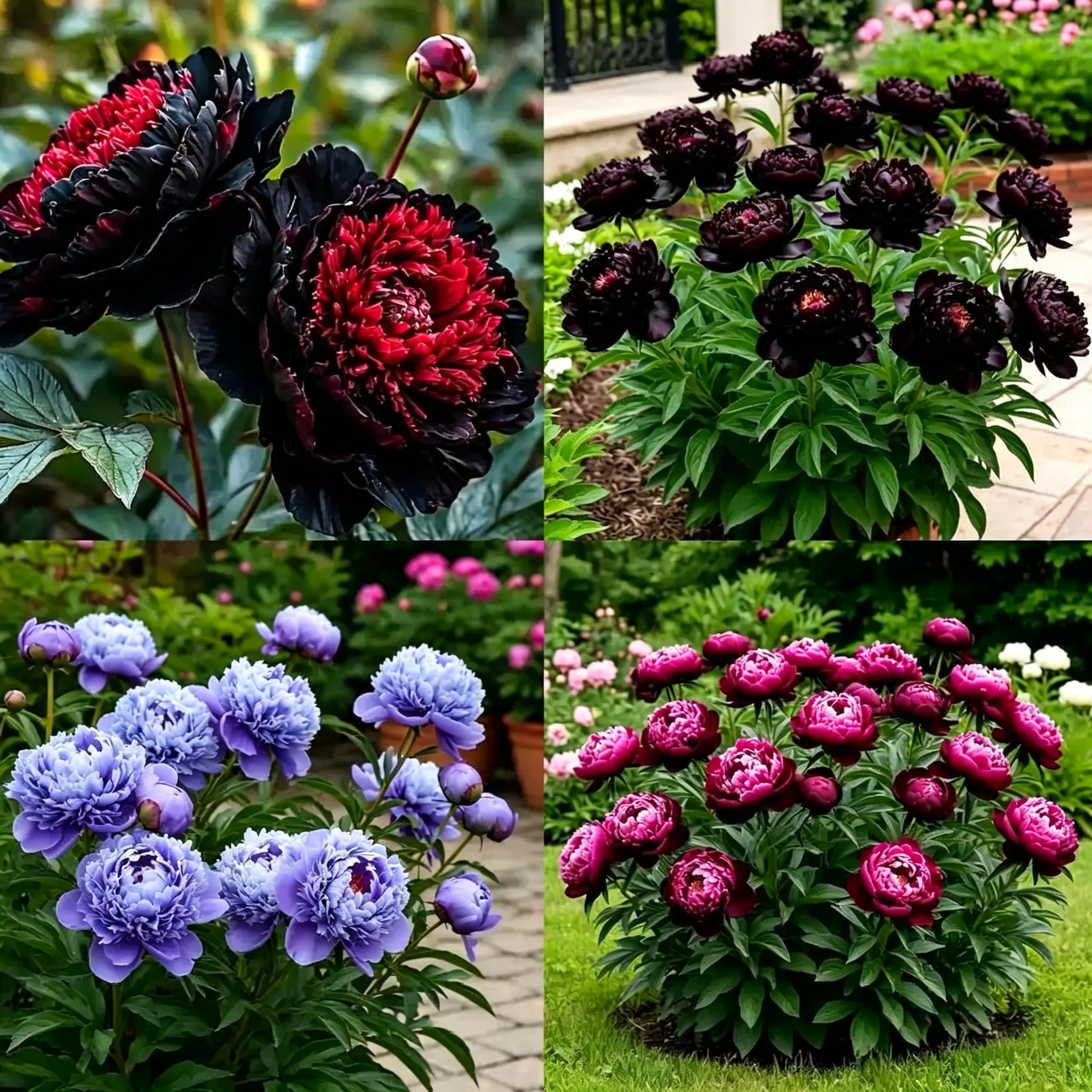 Peony Flower Seeds,Landscape Design，Hardy Perennia,Suitable for Garden Plants,Indoor and Outdoor Potted Plants，-50pcs-h