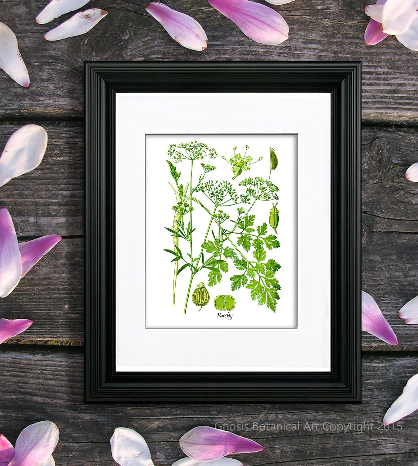 Gnosis Picture Archive Botanical Herb Prints Wall Art Set of 6 Unframed Botanical Prints Kitchen Wall Decor