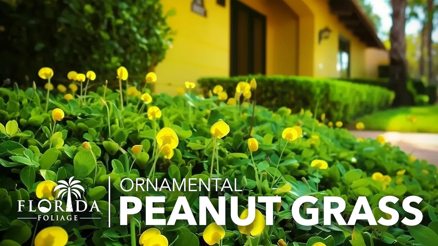 Ornamental Peanut Grass | 10 Live Fully Rooted Plants | Arachis Glabrata | Low Maintenance Drought Tolerant Groundcover, Yellow Flowers, Lawn Alternative