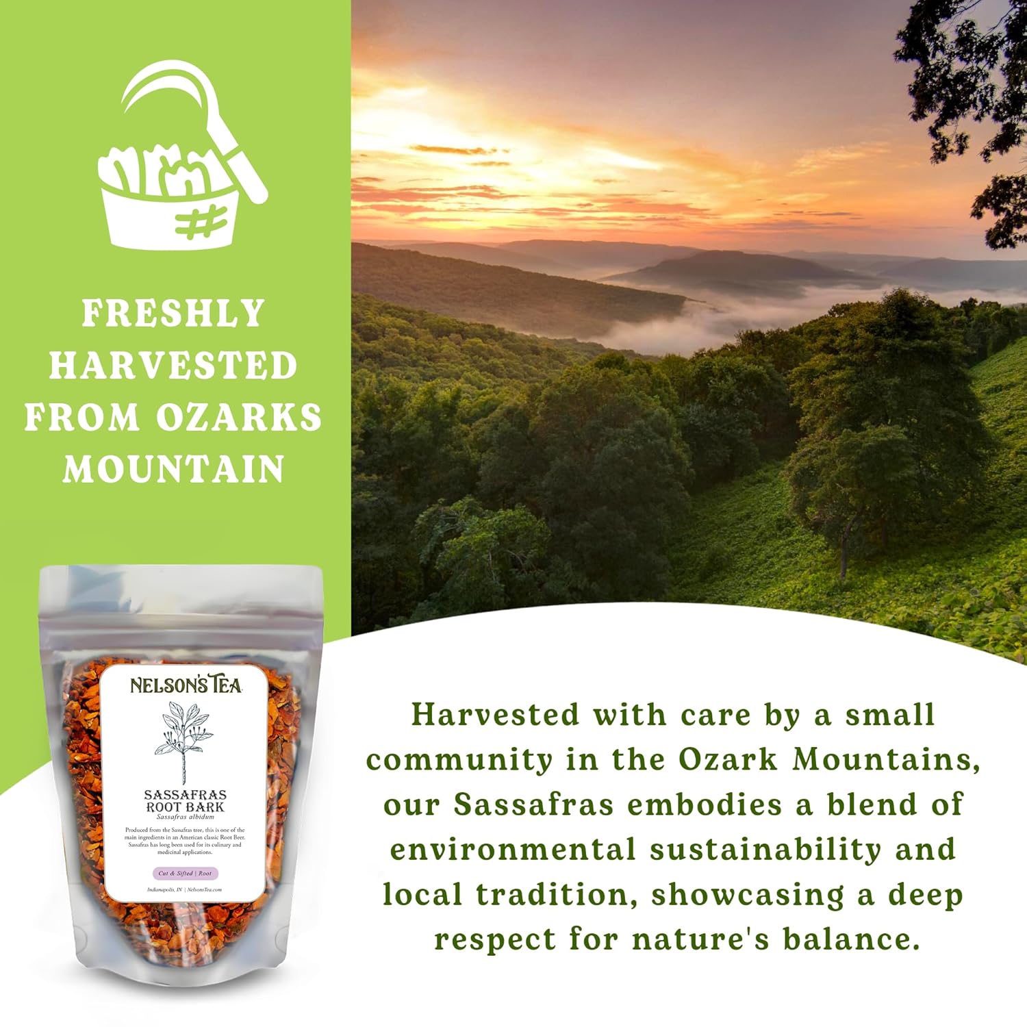 Nelson’s Tea - Sassafras Root Bark Cut & Sifted - Caffeine Free - Premium Sassafras Albidum Aroma - Freshly Packed Resealable Bag -1oz