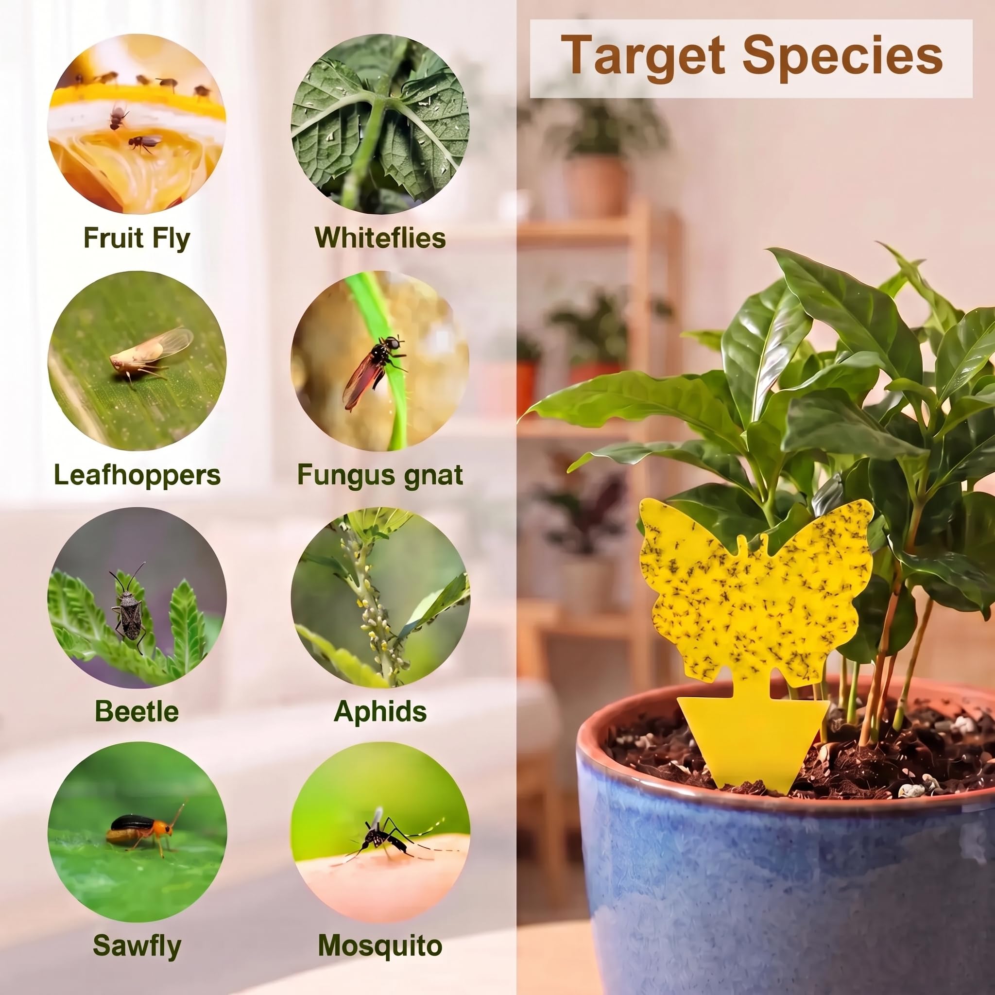 Fruit Fly Traps - Gnat Traps for Plants -6