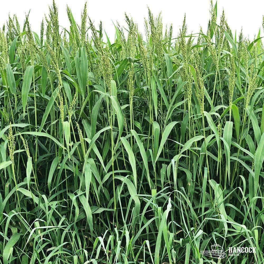 Brown Top Millet Seed (10 Lbs.)