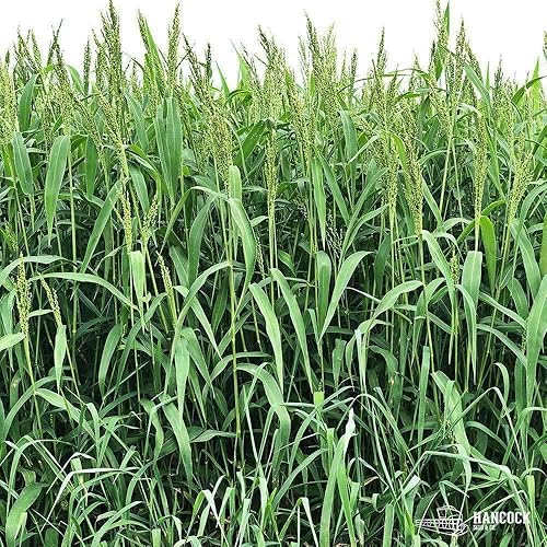 Semilla de mijo superior marrón (25 libras) disponible en Yaxa Costa Rica