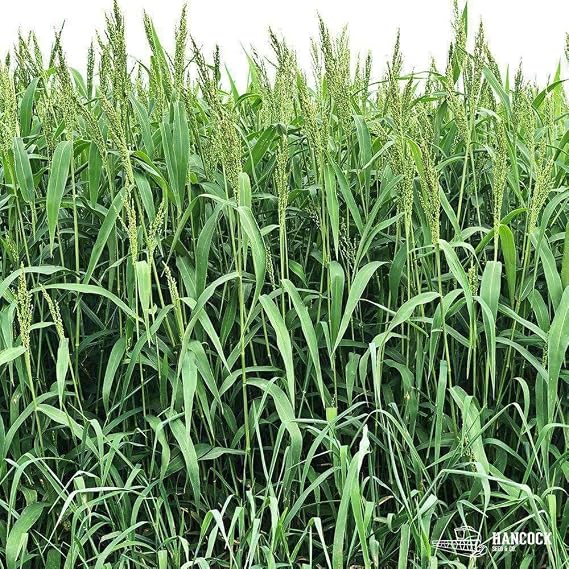 Brown Top Millet Seed (1 Lb.)