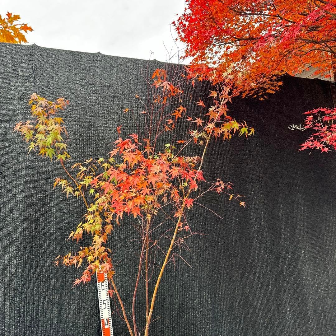 イロハモミジ 株立ち 品番3135 楽天市場】イロハモミジ 株立ち 樹高2.0